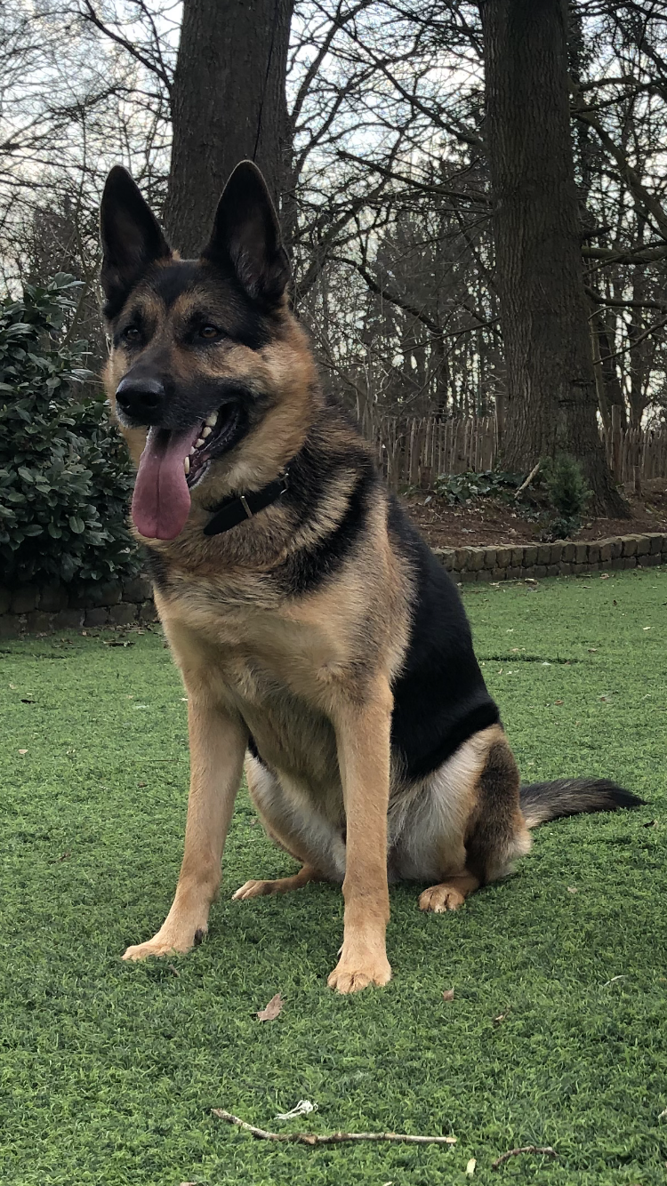 Brutus